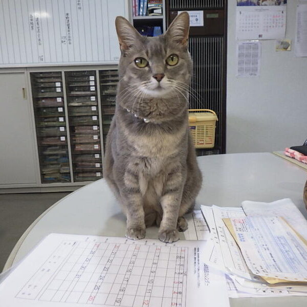 はらだ マロン ♀